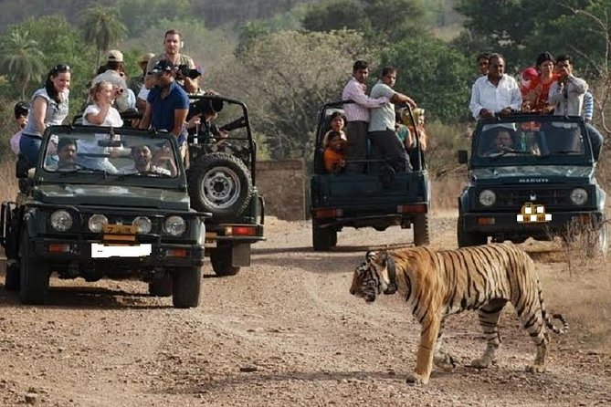 Ranthambore Wildlife Safari Day Trip from Jaipur - Getting from Jaipur to the park: the transfer and check-in flow