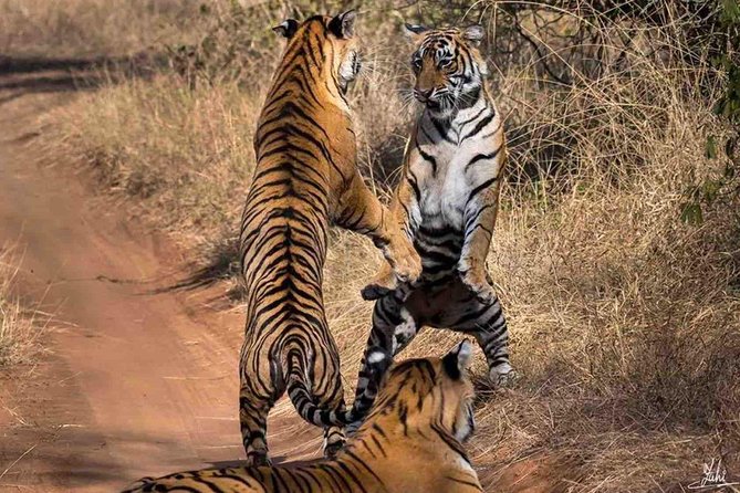 Ranthambore Wildlife Safari Tour From Jaipur Including Transfers - The schedule that shapes your day (9am pickup to evening return)