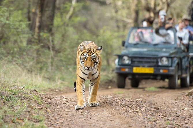 Ranthambore Wildlife Safari Tour From Jaipur Including Transfers - The jeep safari itself: searching for Machli and the rest of the park