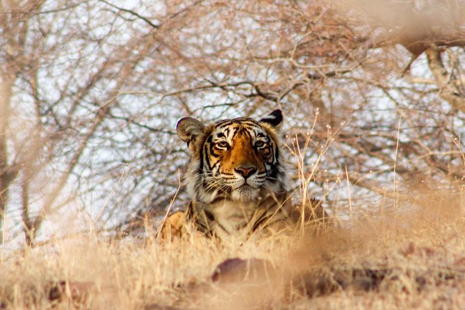 Ranthambore Wildlife Safari Tour From Jaipur Including Transfers - Who should book this safari from Jaipur
