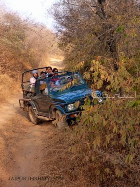 Ranthambore WildLife (tiger safari)Full Day Tour From Jaipur - Key points at a glance