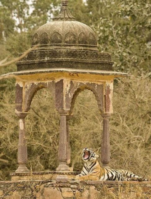 Ranthambore WildLife (tiger safari)Full Day Tour From Jaipur - A park with layers, Sawai Madhopur Game Sanctuary to tiger reserve