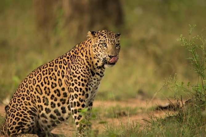 Safari In Jhalana Leopard Conservation Reserve, Jaipur - Key Highlights You’ll Actually Care About