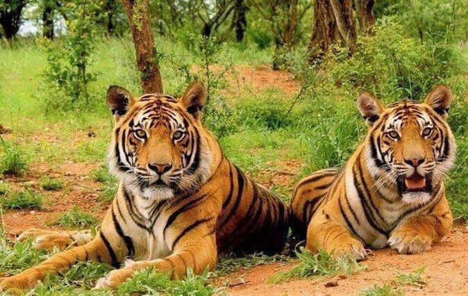 Sariska Tiger Reserve Safari tour from Jaipur - Quick highlights you should know before you go