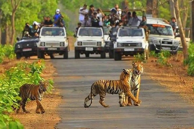 Sariska Tiger Reserve Safari tour from Jaipur - From Jaipur to Sariska: how the day is paced