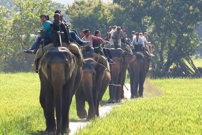 Sariska Tiger Reserve Safari tour from Jaipur - What is included, what is not, and how to plan around it