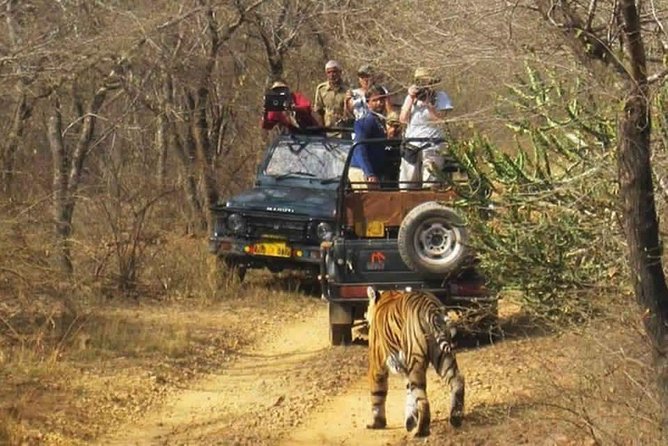 Sariska Tiger Reserve Safari tour from Jaipur - Service details that can make or break your day